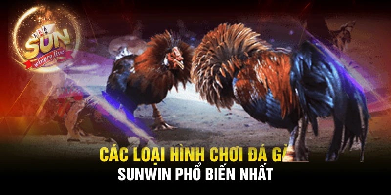 Các loại hình chơi đá gà Sunwin phổ biến nhất