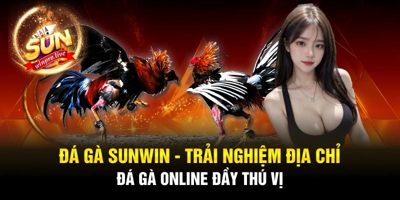 Đá Gà Sunwin - Trải Nghiệm Địa Chỉ Đá Gà Online Đầy Thú Vị